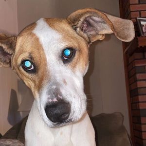 Meet your Posher, Pamela